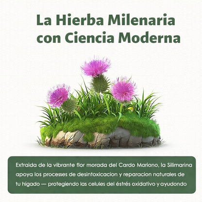 Liver Support - Detox & Cleanse - 120 und